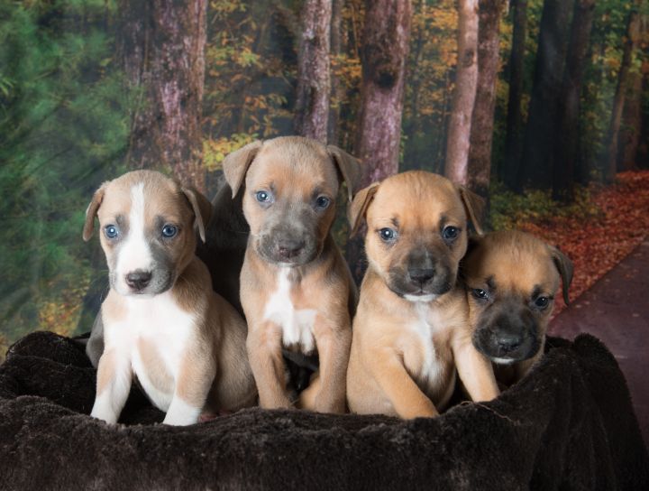 One of our previous litters