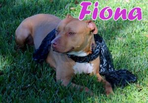 Angels Four Paws