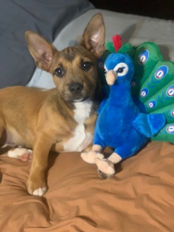 Pets For Adoption At Southern Souls Animal League In Eufaula Al Petfinder