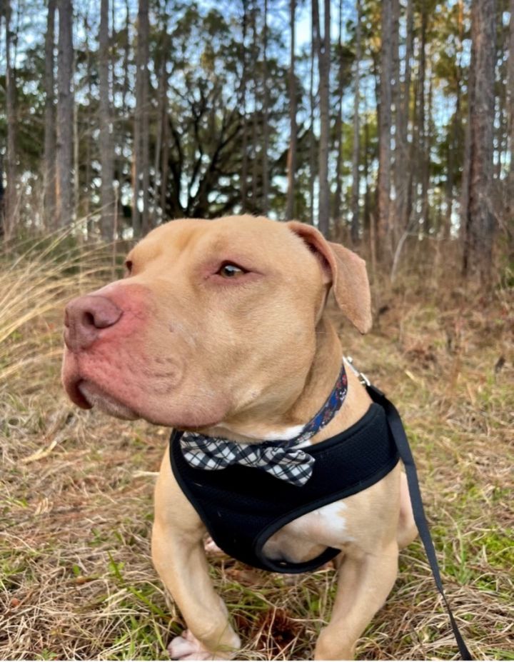 Pets For Adoption At Southern Souls Animal League In Eufaula Al Petfinder