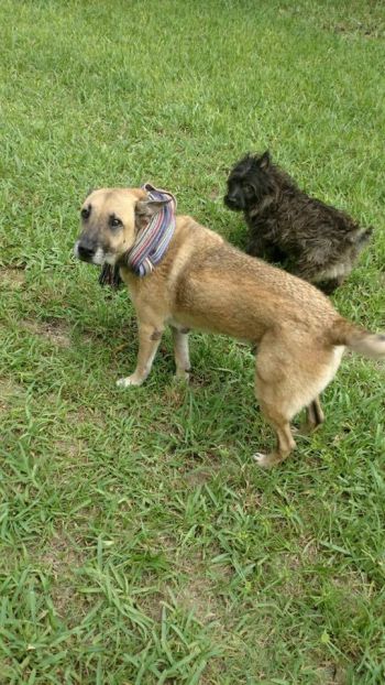 Max and Rusty bonded pair.