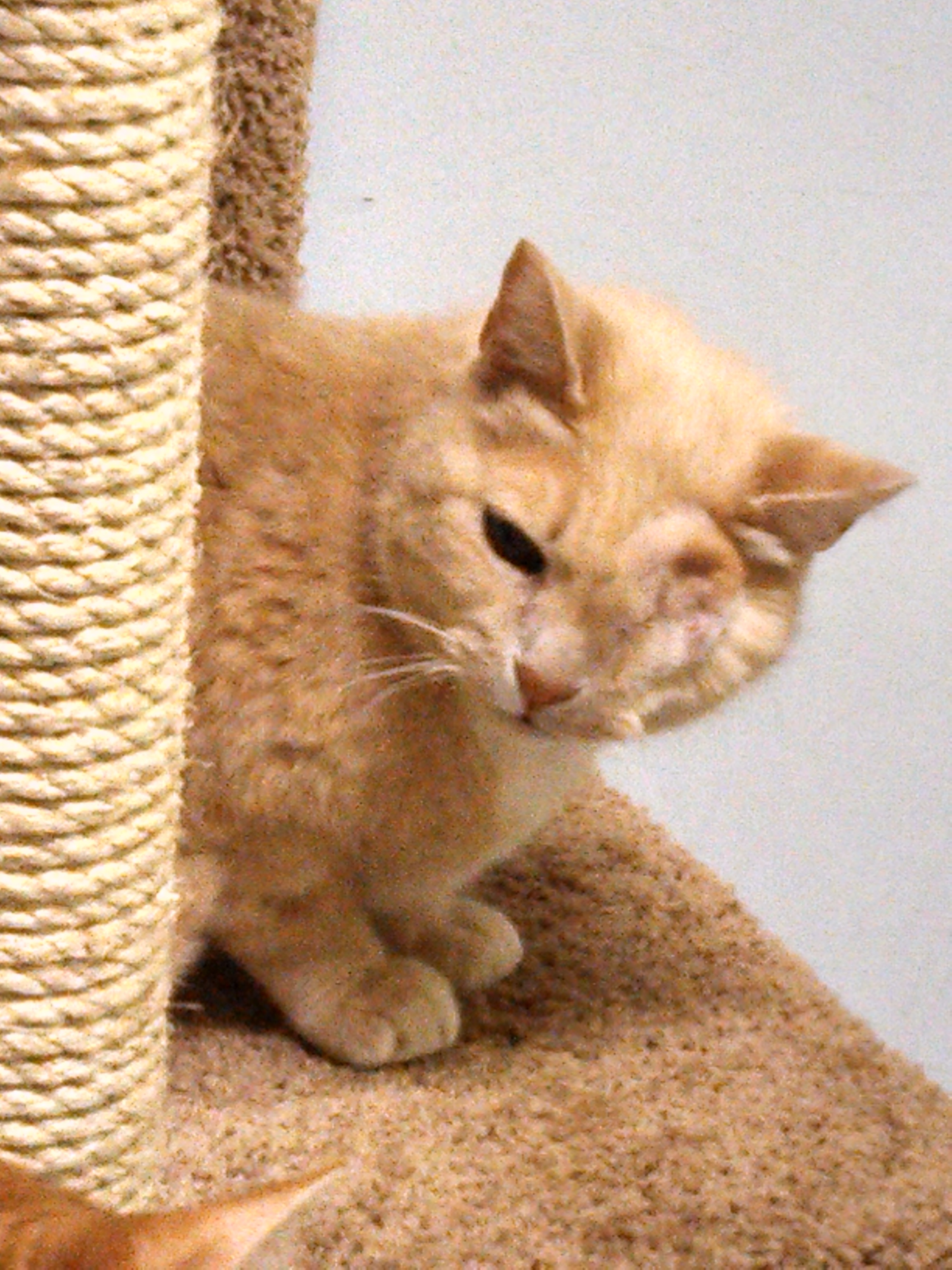 Paulie's Ultimate Rescue and Rehabilitation (PURR)