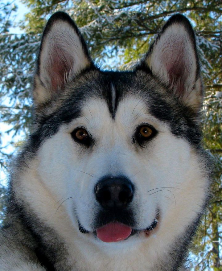 Puget sound siberian husky hot sale rescue