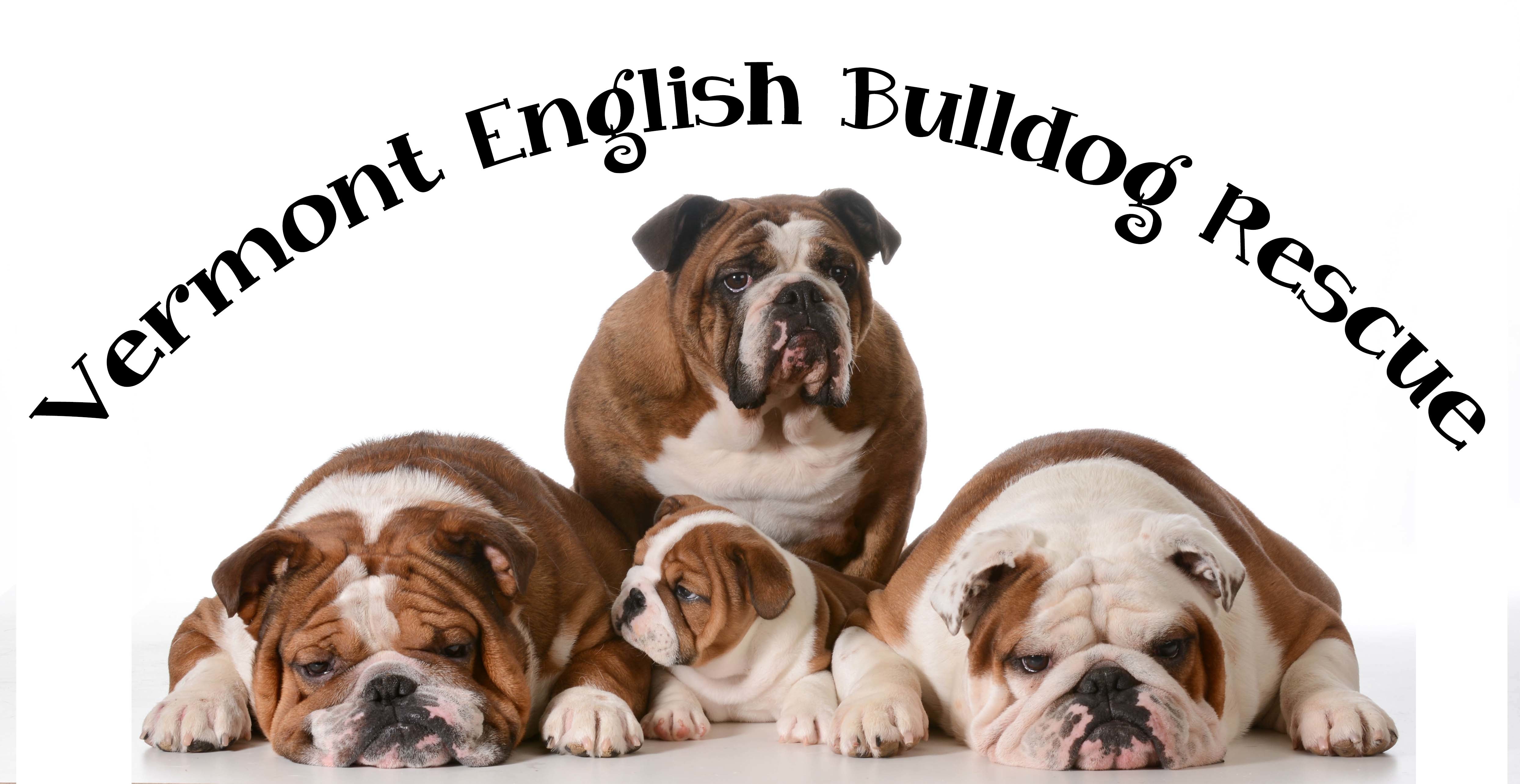 english bulldog shelters