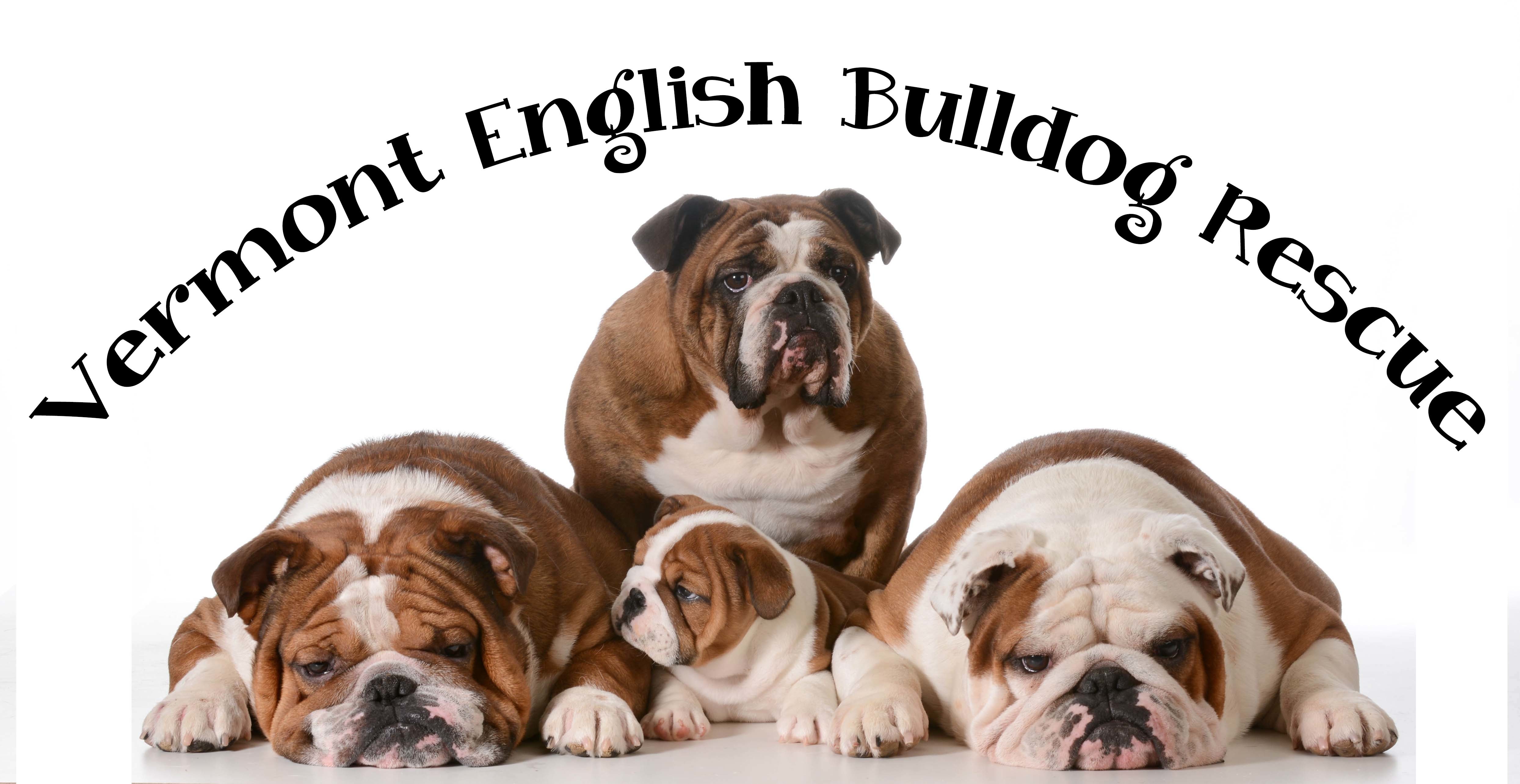 Vermont English Bulldog Rescue