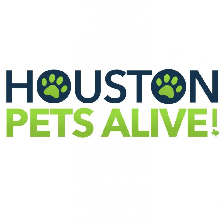 Pets for Adoption at Houston Pets Alive!, in Houston, TX