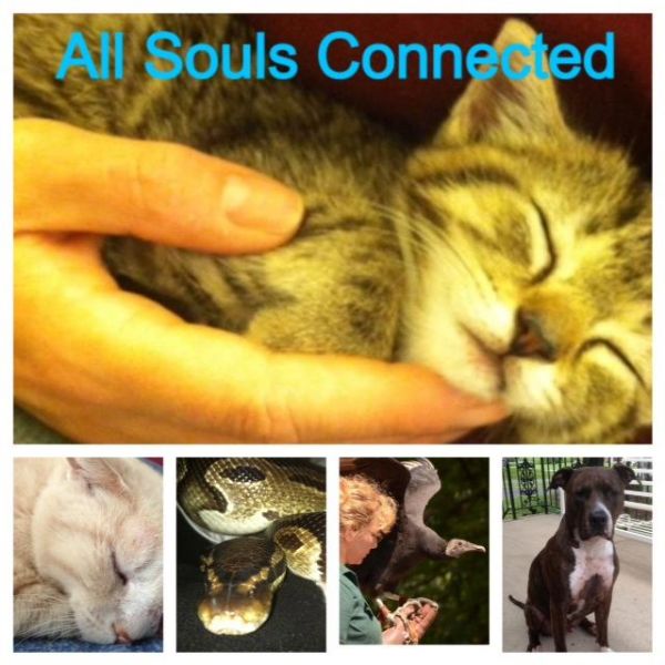 All Souls Connected