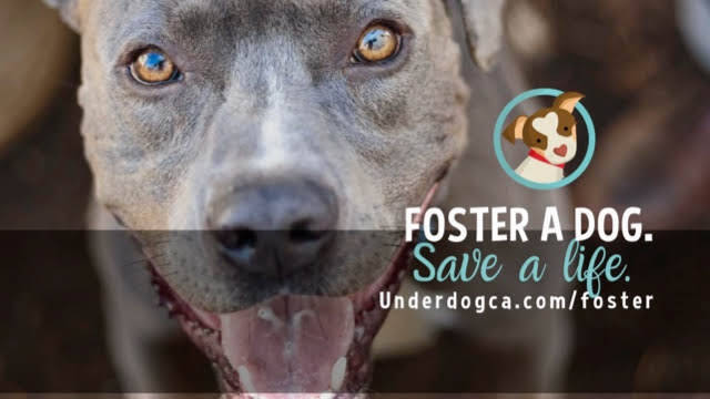 Underdog Animal Rescue