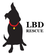 Little Black Dog Rescue