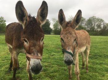 Jupiter and Mercury rescued from slaughter.