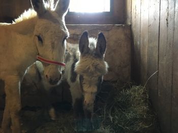 Blossom (mom) and Buttons rescued from slaughter.