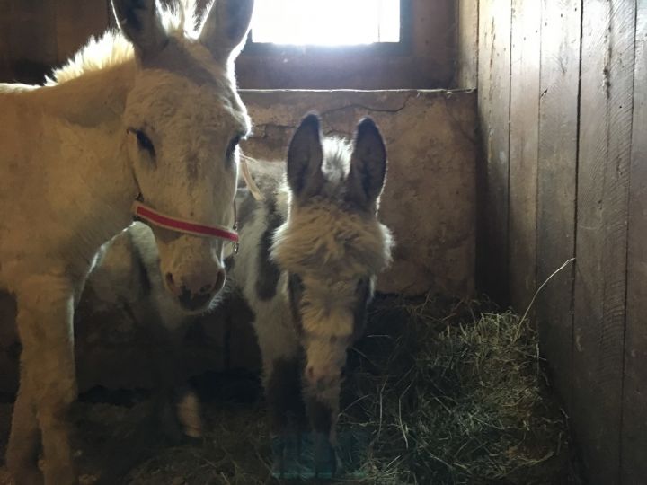 Blossom (mom) and Buttons rescued from slaughter.