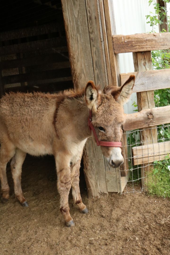 Huckleberry 9 mo John rescued from slaughter