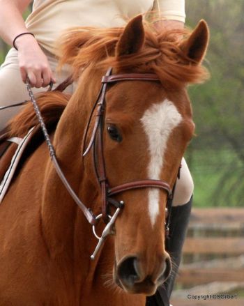 Siri 9 yo OTTB mare. W/T/C flat work only