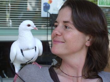 Rescued pigeons make wonderful pets