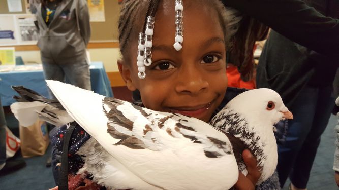 Palomacy Pigeon & Dove Adoptions