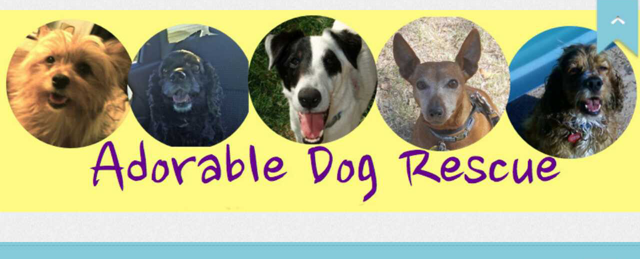 Adorable Dog Rescue