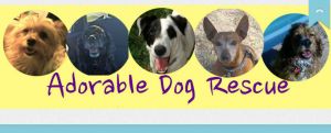 Adorable Dog Rescue
