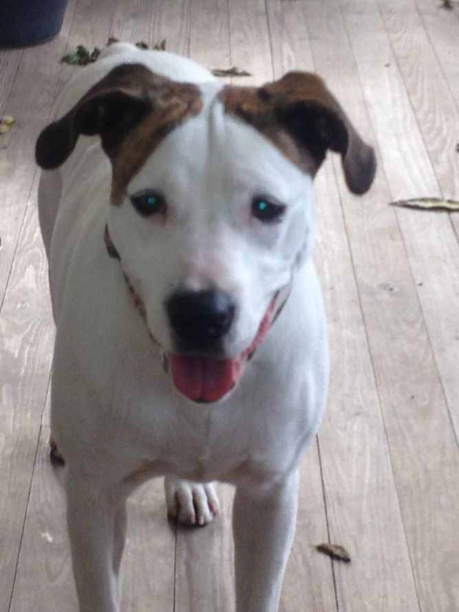 Another Happy Tail HOUSTON