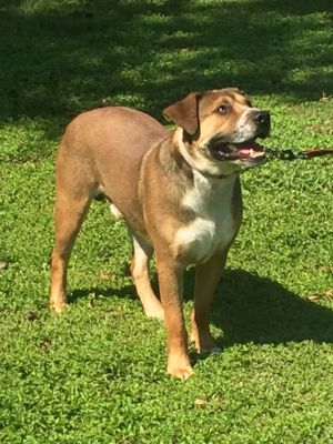 Another Happy Tail HOUSTON