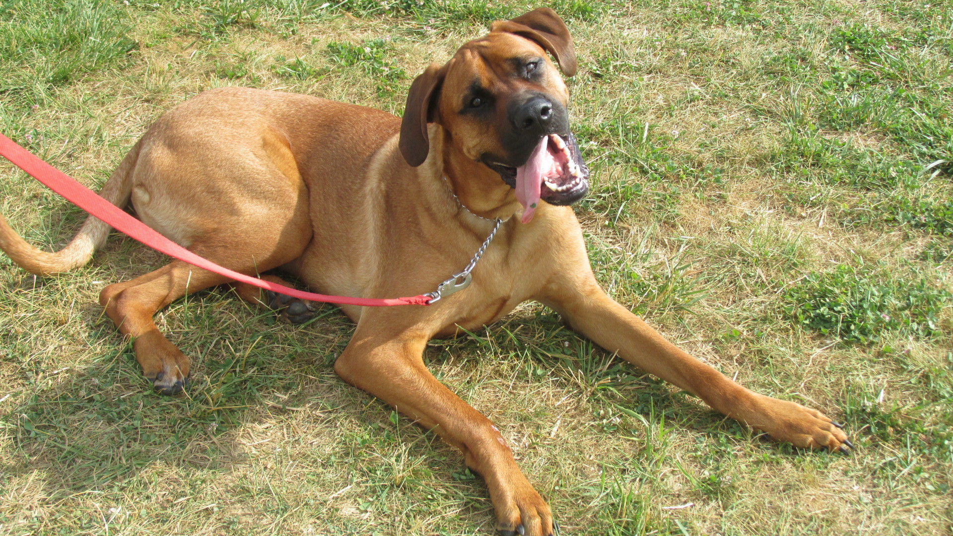 Pets for Adoption at Adopt Me! Bluegrass Pet Rescue, in La Grange, KY