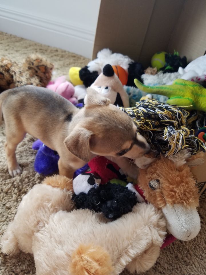 Pets for Adoption at Adopt Me! Bluegrass Pet Rescue, in La Grange, KY