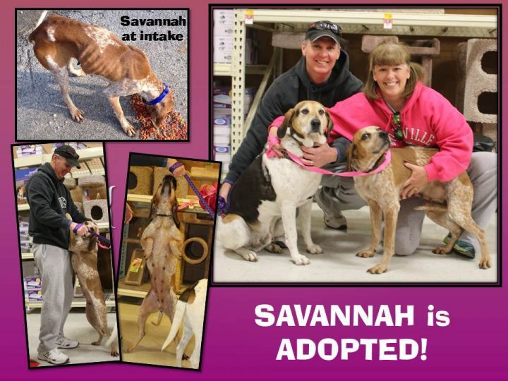 Pets for Adoption at Adopt Me! Bluegrass Pet Rescue, in La Grange, KY