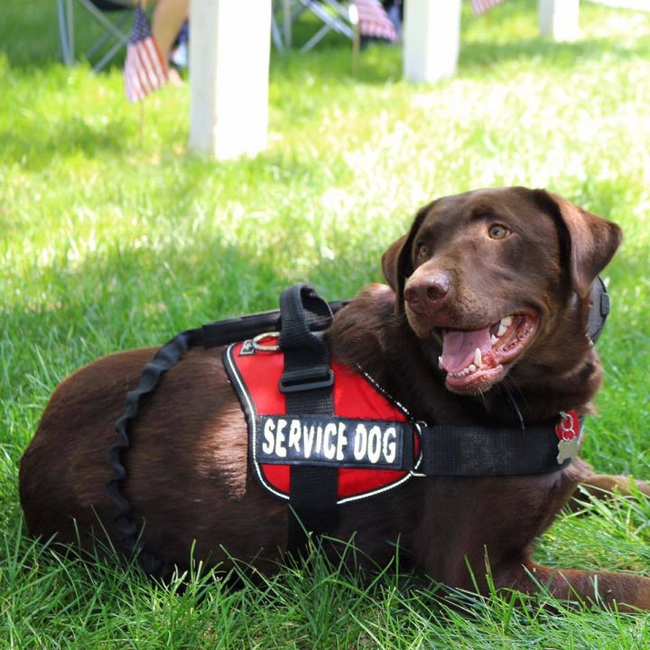 Pets for Adoption at Adopt Me! Bluegrass Pet Rescue, in La Grange, KY