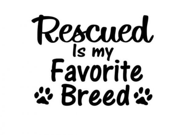 Pibble and all Paws Rescue