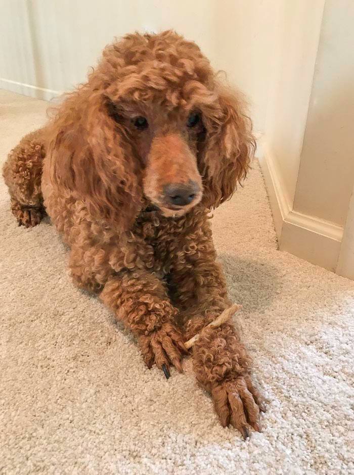 poodle rehoming near me