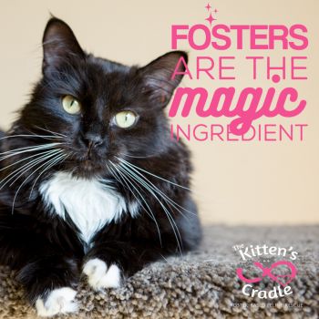 Our fosters are the magic ingredient!