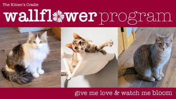 Ask about our shy cat Wallflower Program