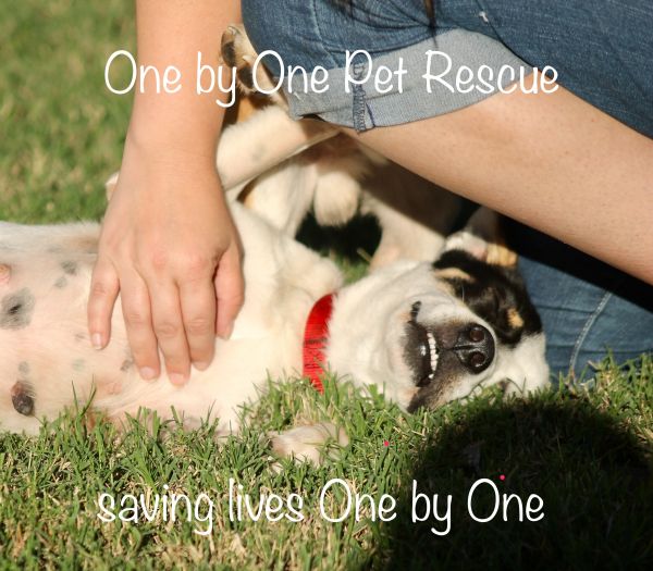 One by One Pet Rescue