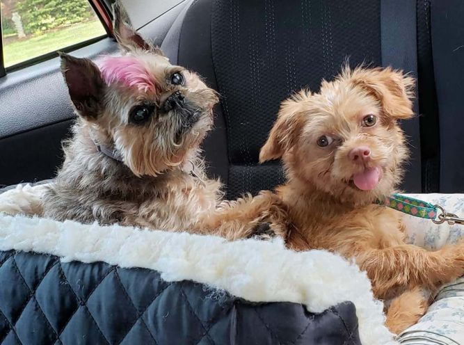 East Coast Brussels Griffon Rescue