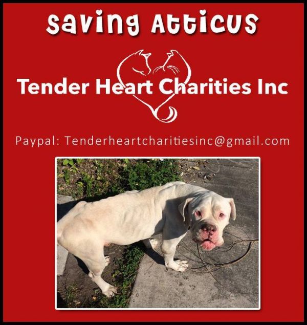Tender Heart Charities Inc.