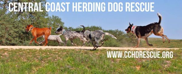Central Coast Herding Dog Rescue