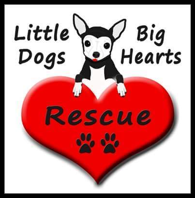 Little Dogs Big Hearts Rescue