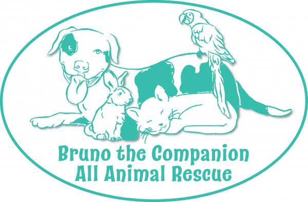 Bruno the Companion All Animal Rescue