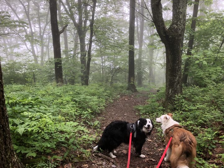 Many of our dogs would LOVE a hiking buddy!