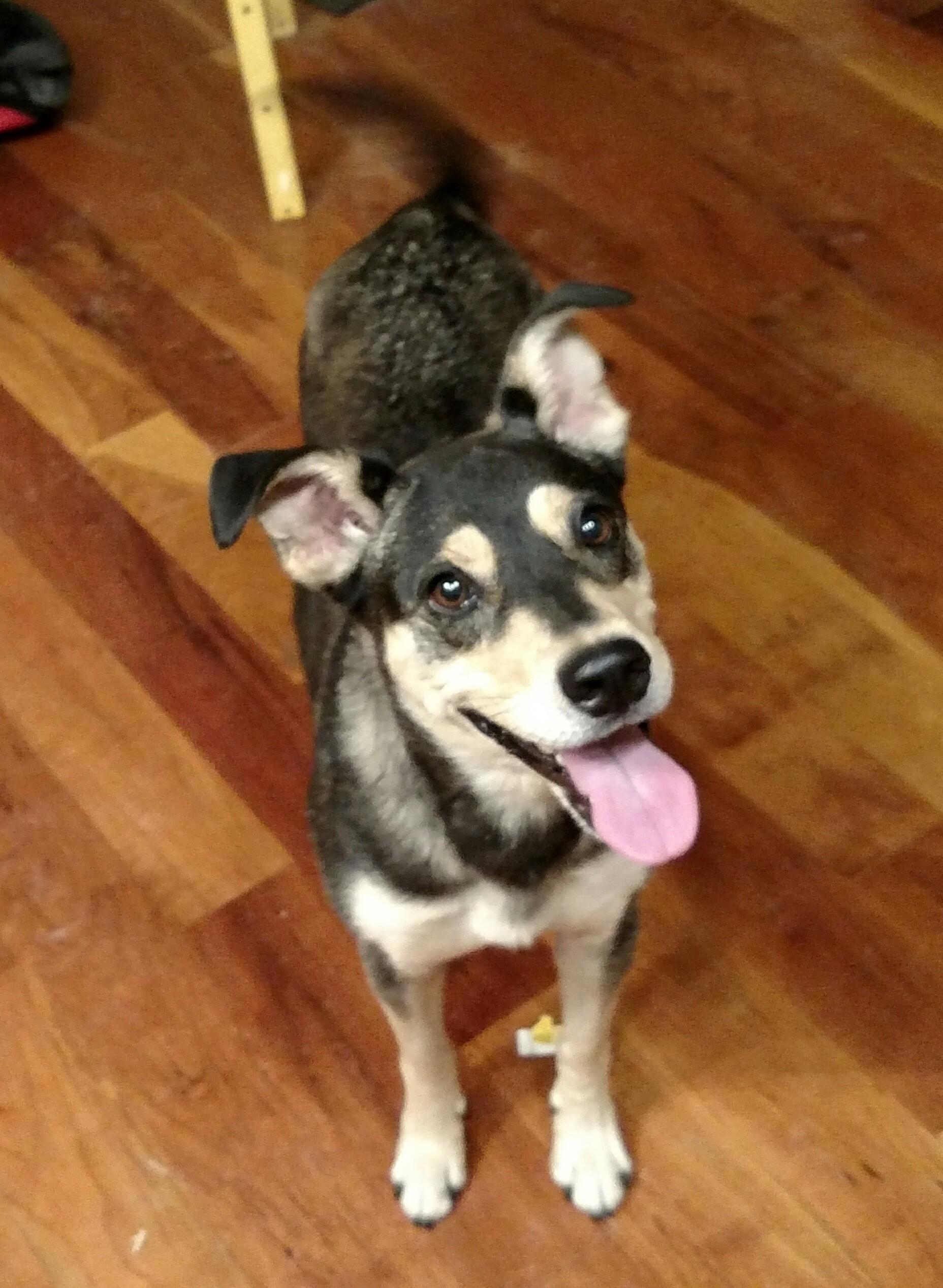 Dog House Rescue