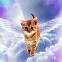 Kitty Angels Rescue