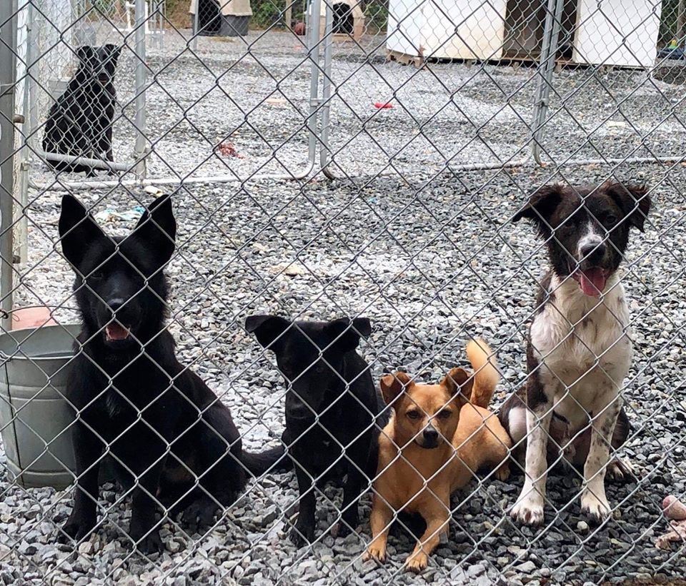 Pets For Adoption At Cause N Dog Rescue In Snow Hill Nc Petfinder