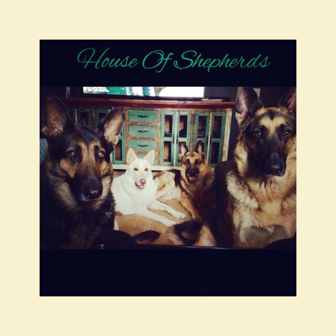 House Of Shepherds Rescue