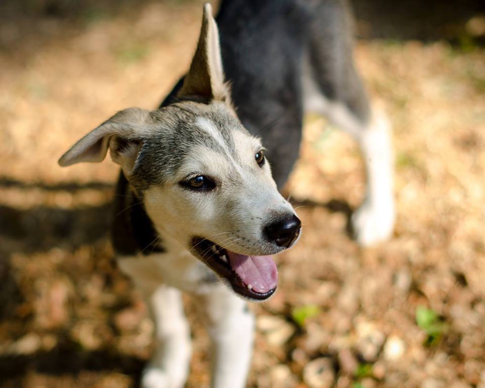 Pets For Adoption At Vt Dog Rescue In Hinesburg Vt Petfinder