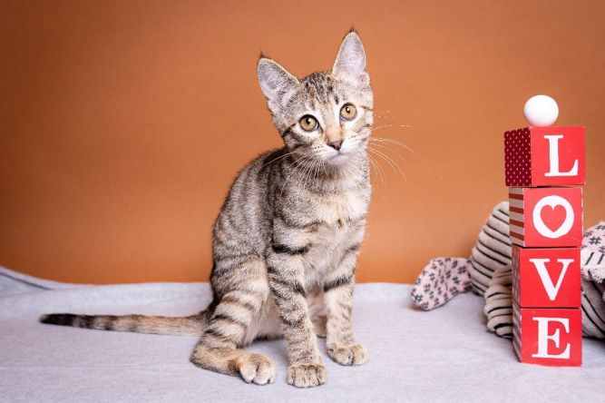 Friends of Rowlett Animals