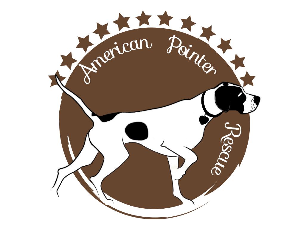 american pointer