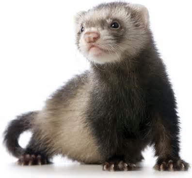 Nirvana Ridge Ferret Rescue