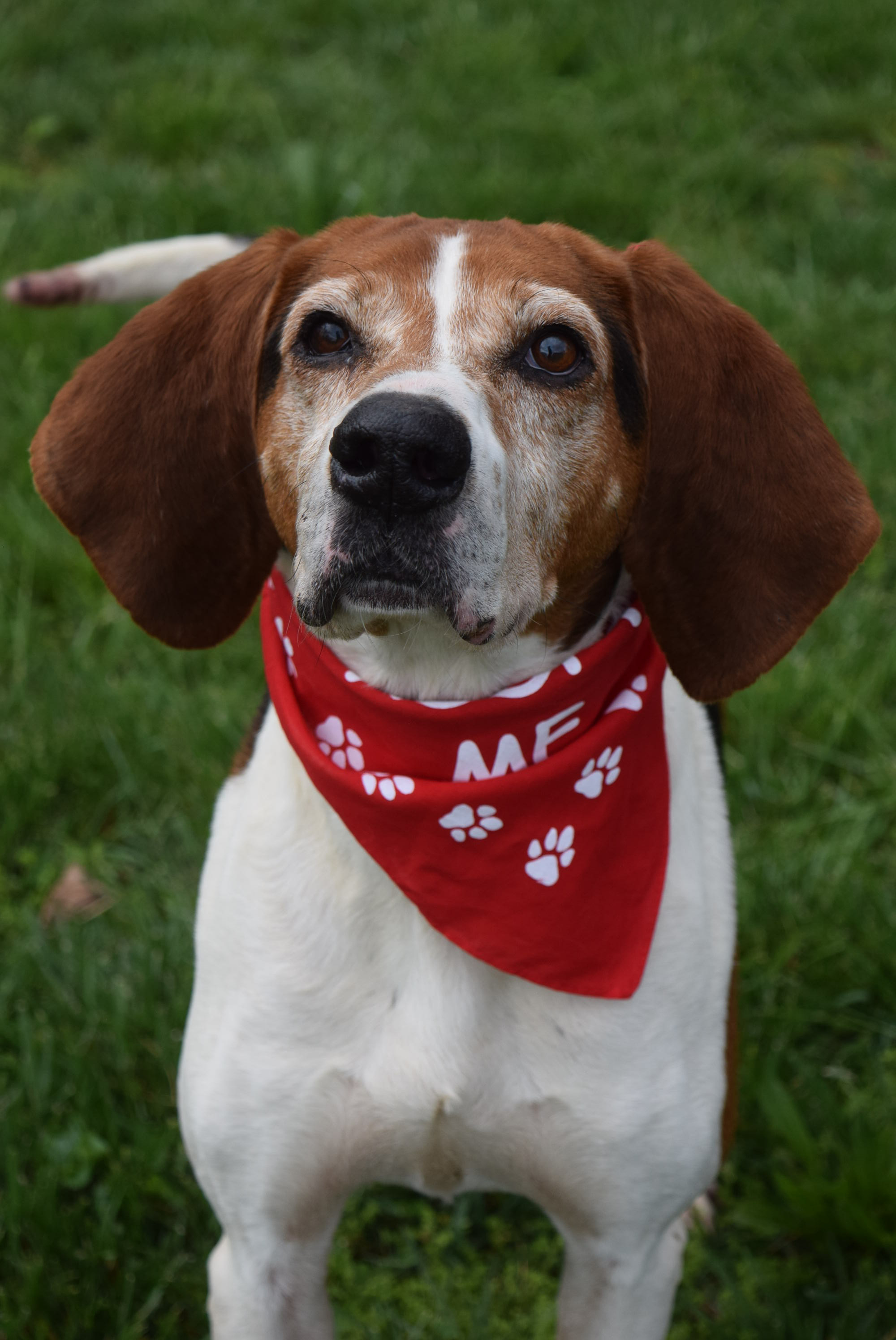 Pets For Adoption At Transylvania County Animal Services In Brevard Nc Petfinder