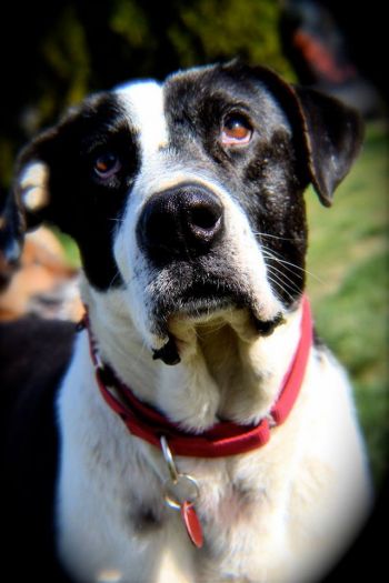 Duncan.  Lived as a stray first five years