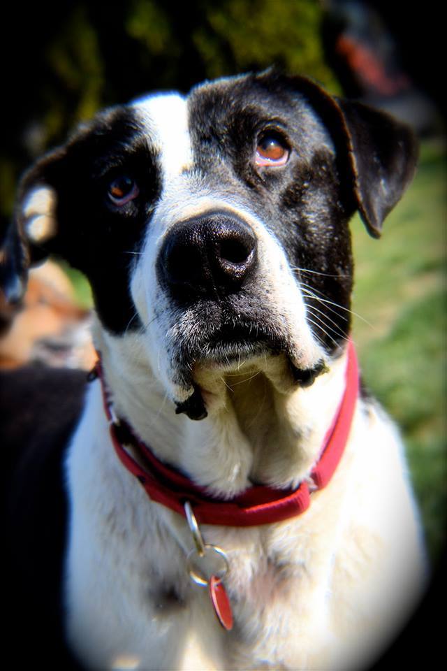 Duncan.  Lived as a stray first five years